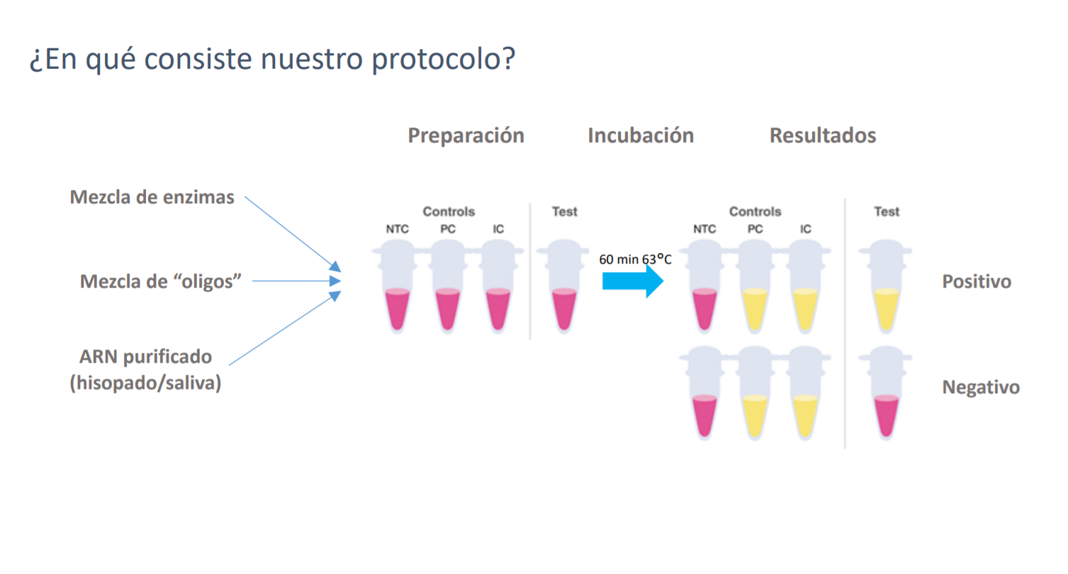 Fast, Reliable, Low-Cost Covid-19 Diagnostic Protocol