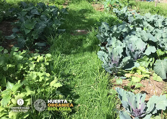 Second harvest of the garden of the UDA