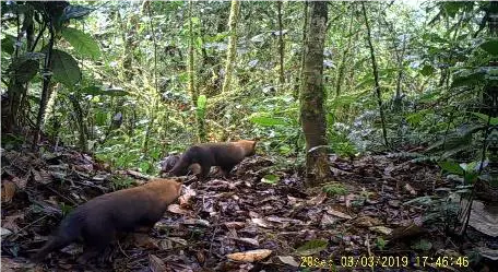  Investigación sobre el perro de monte en Gualaquiza