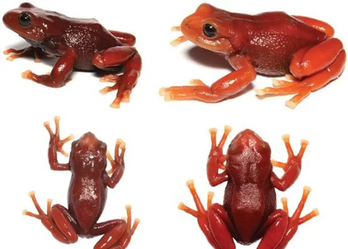 New species of frog was discovered in the Boxes