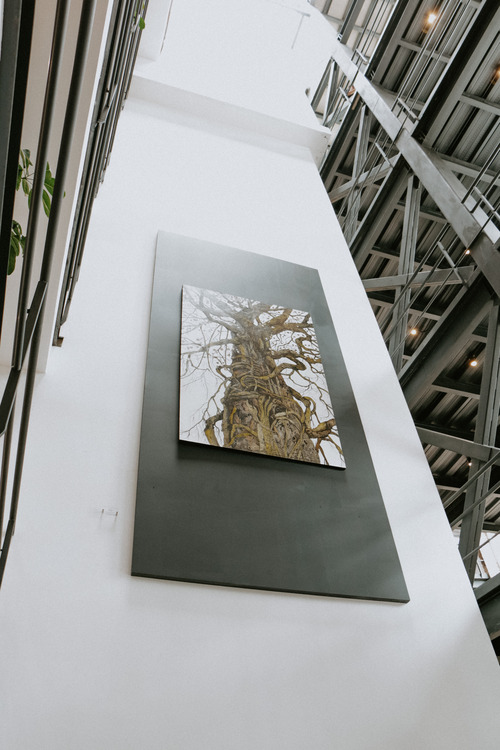 “El árbol del Paraíso” en la Universidad del Azuay