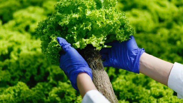 Ingeniería en Alimentos