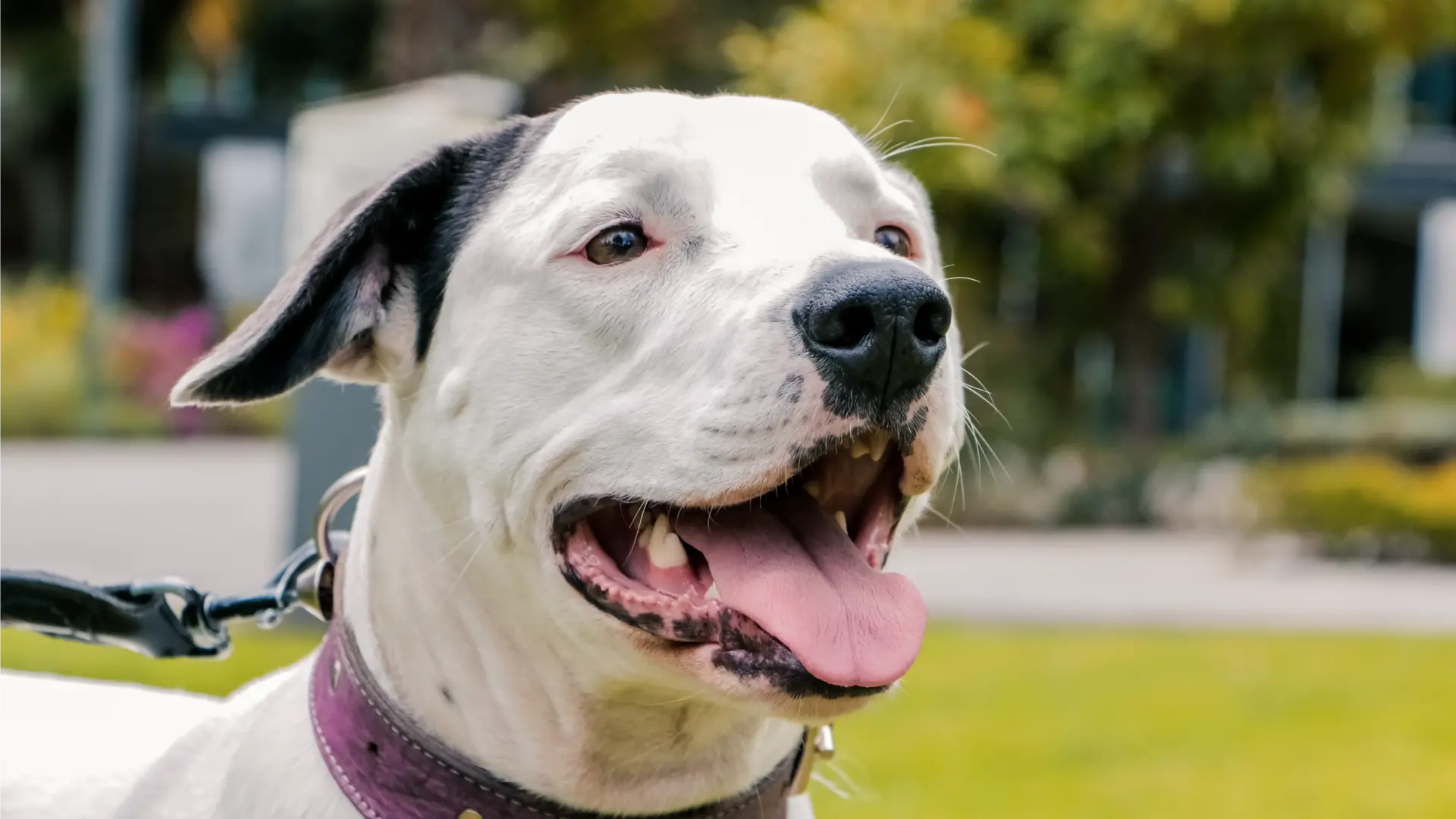 “Luna” una mascota que llena de alegría nuestro campus