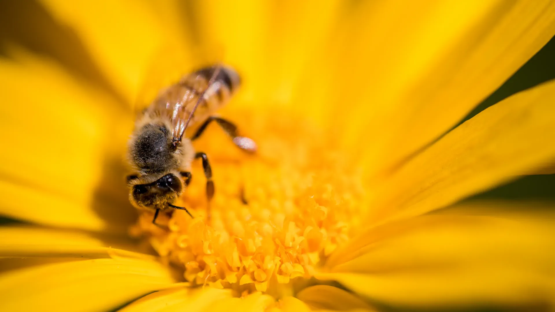 🐝  Las abejas: las trabajadoras invisibles que sostienen la vida