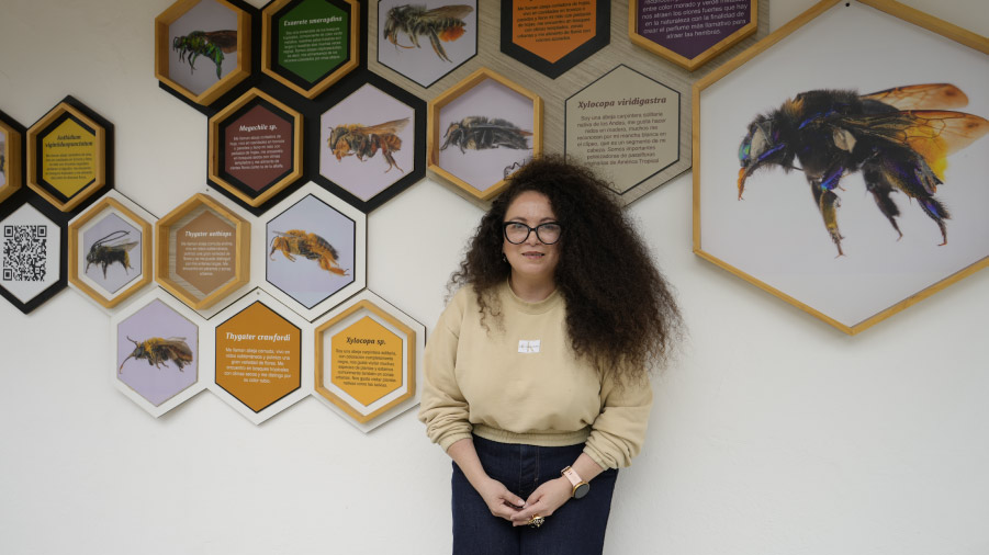 abejas