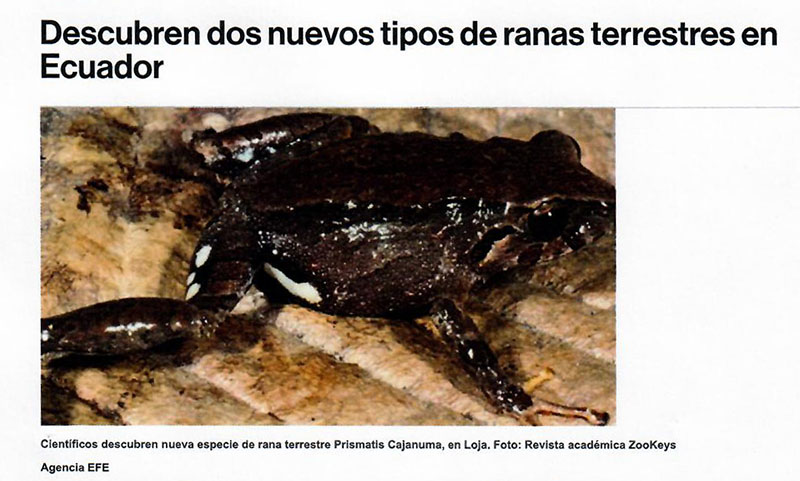 Discover two new types of land frogs in Ecuador