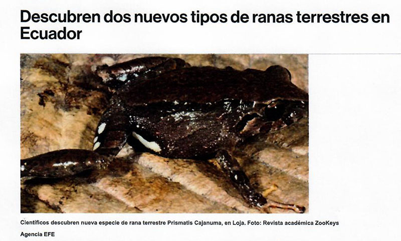 Descubren dos nuevos tipos de ranas terrestres en Ecuador