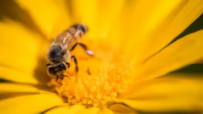 🐝  Las abejas: las trabajadoras invisibles que sostienen la vida