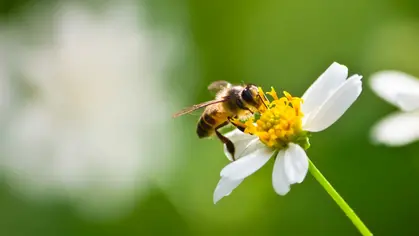 Día Mundial de las Abejas: una reflexión sobre la importancia de estos agentes polinizadores