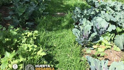 Segunda cosecha de la huerta de la UDA