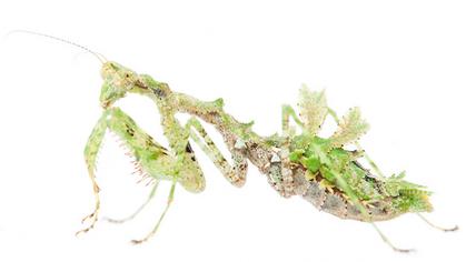 Research on mantis lichen observed in Gullán