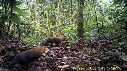  Investigación sobre el perro de monte en Gualaquiza