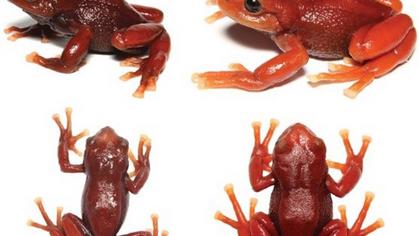 New species of frog was discovered in the Boxes