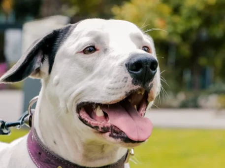 “Luna” una mascota que llena de alegría nuestro campus