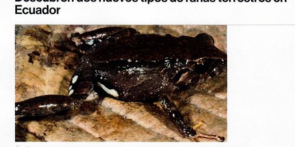 Descubren dos nuevos tipos de ranas terrestres en Ecuador 