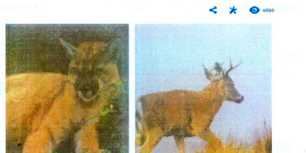 27 especies de mamíferos habitan en la zona urbana de Cuenca