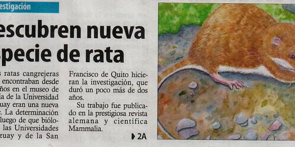 New species of rat discovered