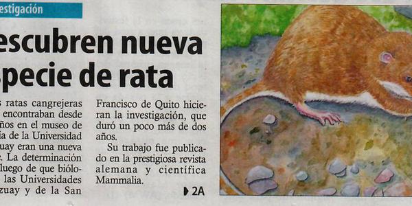 Descubren nueva especie de rata 