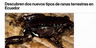 Descubren dos nuevos tipos de ranas terrestres en Ecuador